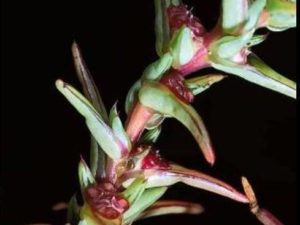 Salsola soda_Glasswort_JM DiTomaso