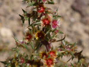 Salsola tragus_Russian thistle_Bob Case_cropped