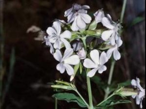 Saponaria officinalis_Bouncingbet_JM DiTomaso