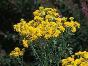 Senecio jacobaea_tansy ragwort_JM DiTomaso