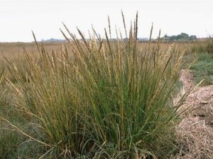 Spartina densiflora_dense-flowered cordgrass_JM DiTomaso_cropped