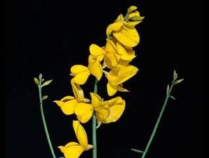 Spartium junceum_Spanish broom_JM DiTomaso