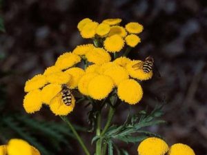 Tanacetum vulgare_common tansy_JM DiTomaso