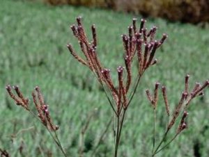 Verbena bonariensis_S58-02