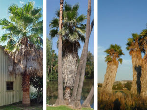 Washingtonia Robusta