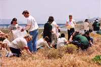 Weed working volunteers make a difference in California!