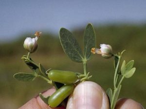 Zygophyllum fabago_C255-02